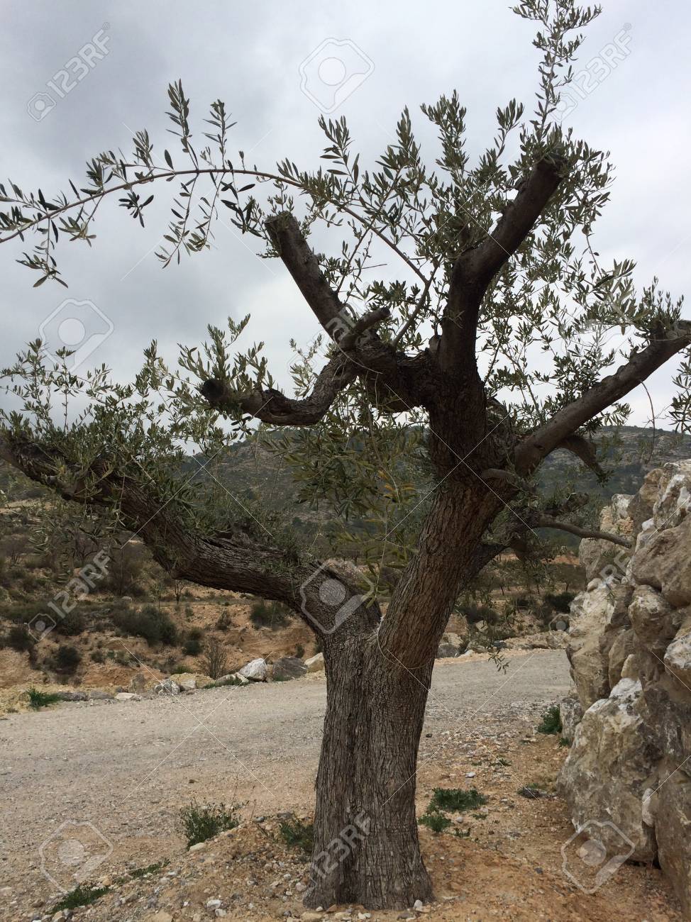 Nude Olive Tree Stock Photo, Picture and Royalty Free Image. Image  122941616.