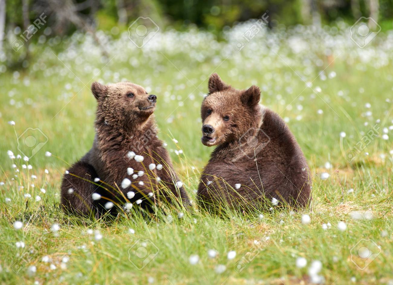 bear in flowers