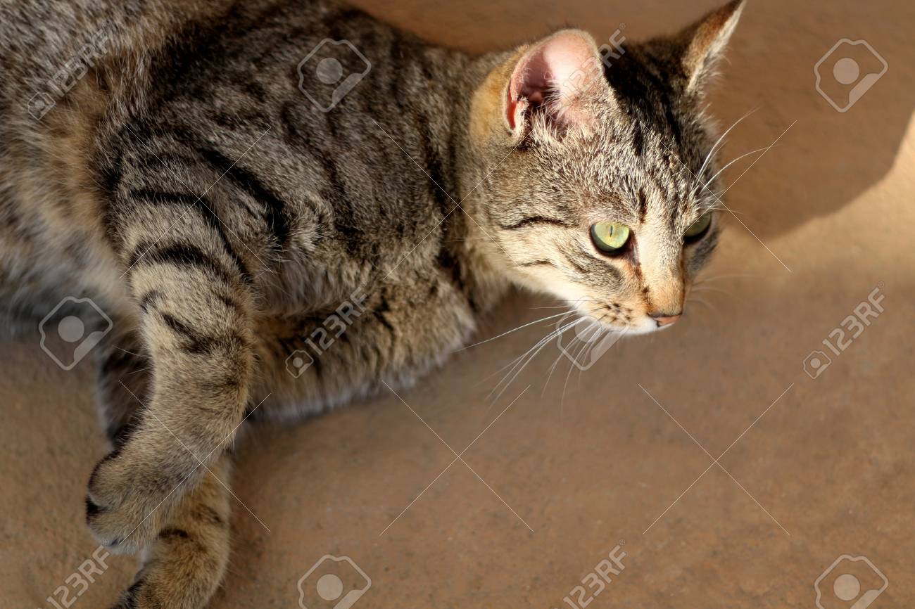 Brown Tabby Cat Lying On The Floor Outdoor Close Up Selective Focus Stock Photo Picture And Royalty Free Image Image