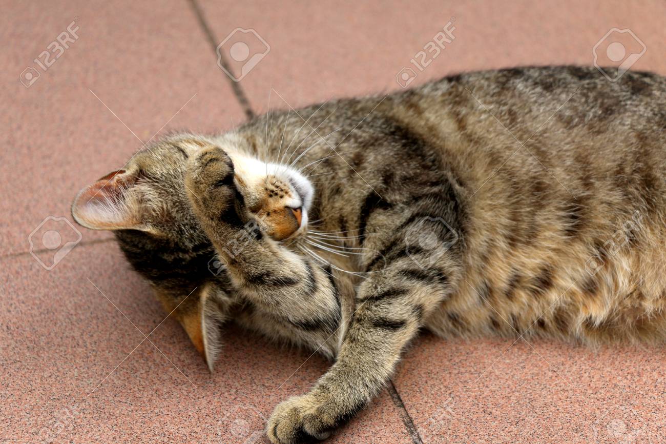 Brown Tabby Cat Lying On The Floor Trying To Sleep Close Up Selective Focus Stock Photo Picture And Royalty Free Image Image