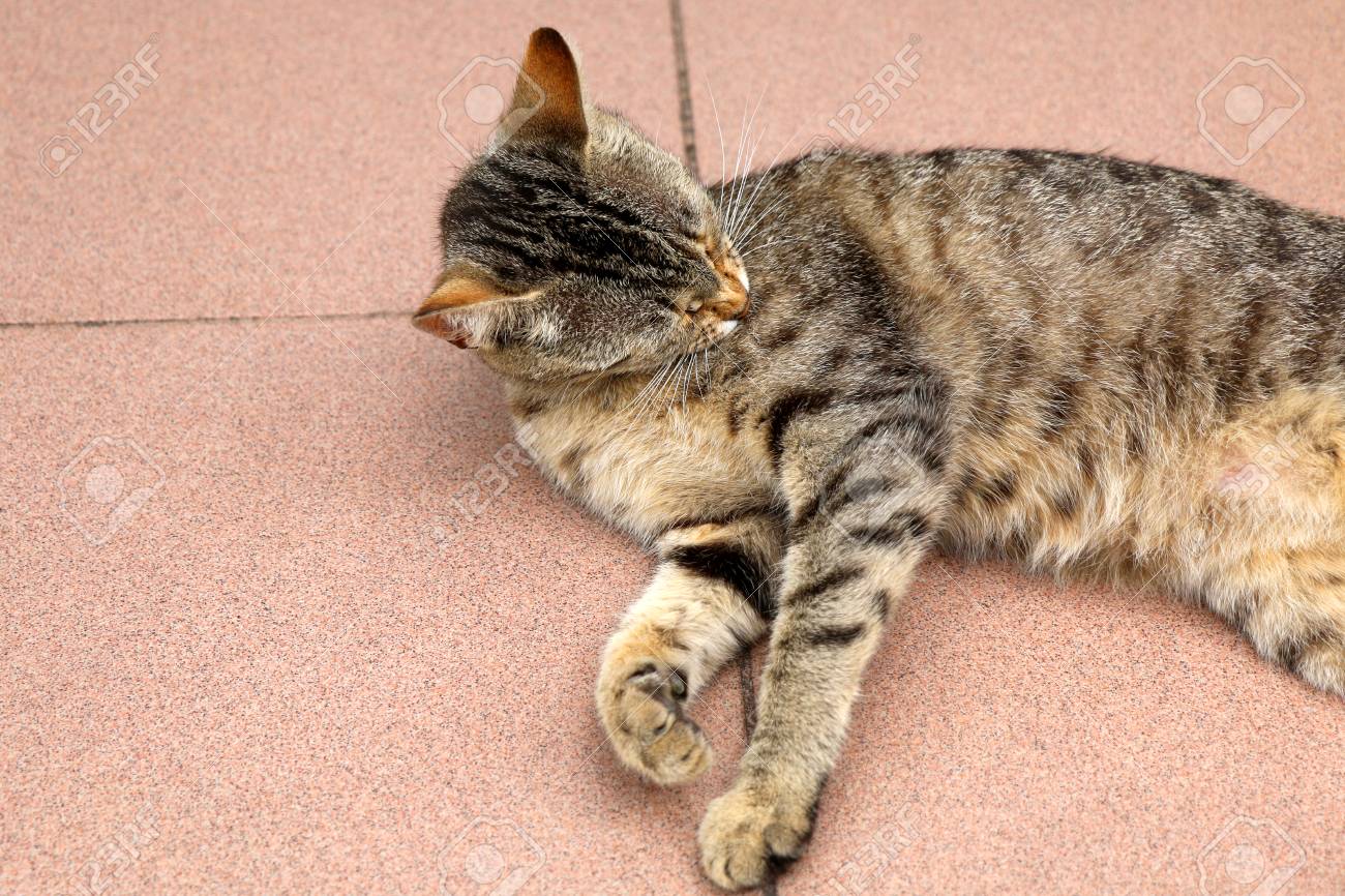 Brown Tabby Cat Lying On The Floor Grooming Close Up Selective Focus Stock Photo Picture And Royalty Free Image Image