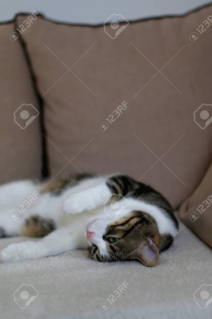 etiam-dictum-ipsum-a-felis