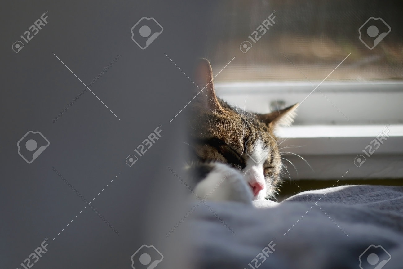 etiam-dictum-ipsum-a-felis