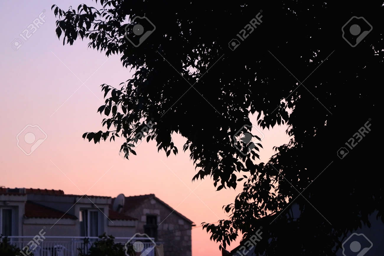 Silhouette of a tree branches in a garden and beautiful sunset sky. Selective focus. - 166122442 Silhouette of a tree branches in a garden and beautiful sunset sky. Selective focus. - 166122442