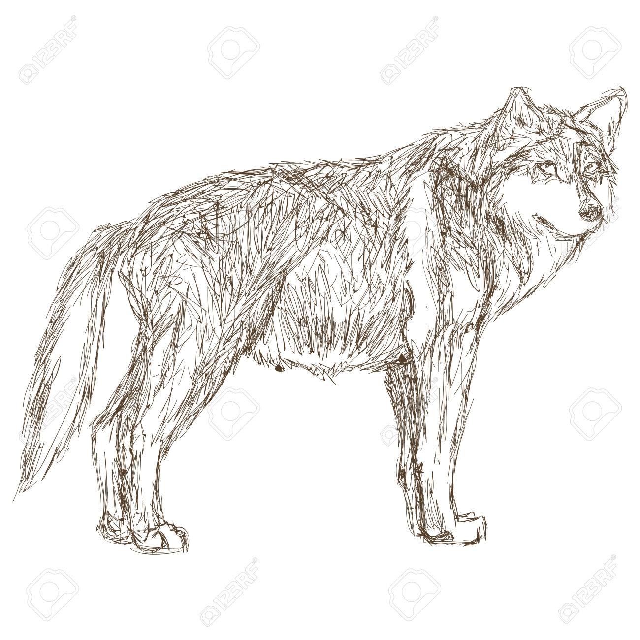 シンプルなフラット デザイン狼横顔スケッチ アイコン ベクトル イラスト動物 のイラスト素材 ベクタ Image