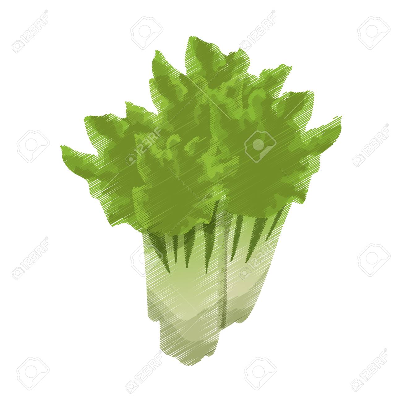 セロリ野菜のカラフルなアイコン画像ベクトル イラスト デザイン のイラスト素材 ベクタ Image セロリ野菜のカラフルなアイコン画像ベクトル イラスト デザイン のイラスト素材 ベクタ Image