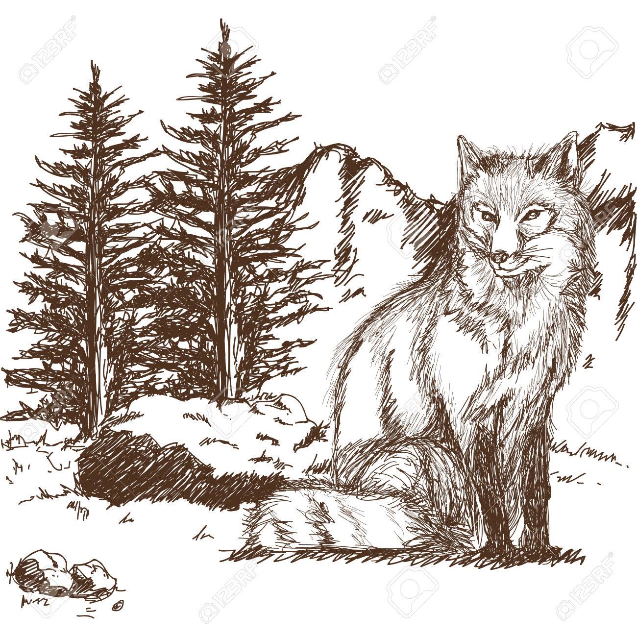 オオカミ野生動物動物画像は手描きです オオカミの風景ベクトル イラストの鉛筆画 のイラスト素材 ベクタ Image オオカミ野生動物動物画像は手描きです オオカミの風景ベクトル イラストの鉛筆画 のイラスト素材 ベクタ Image