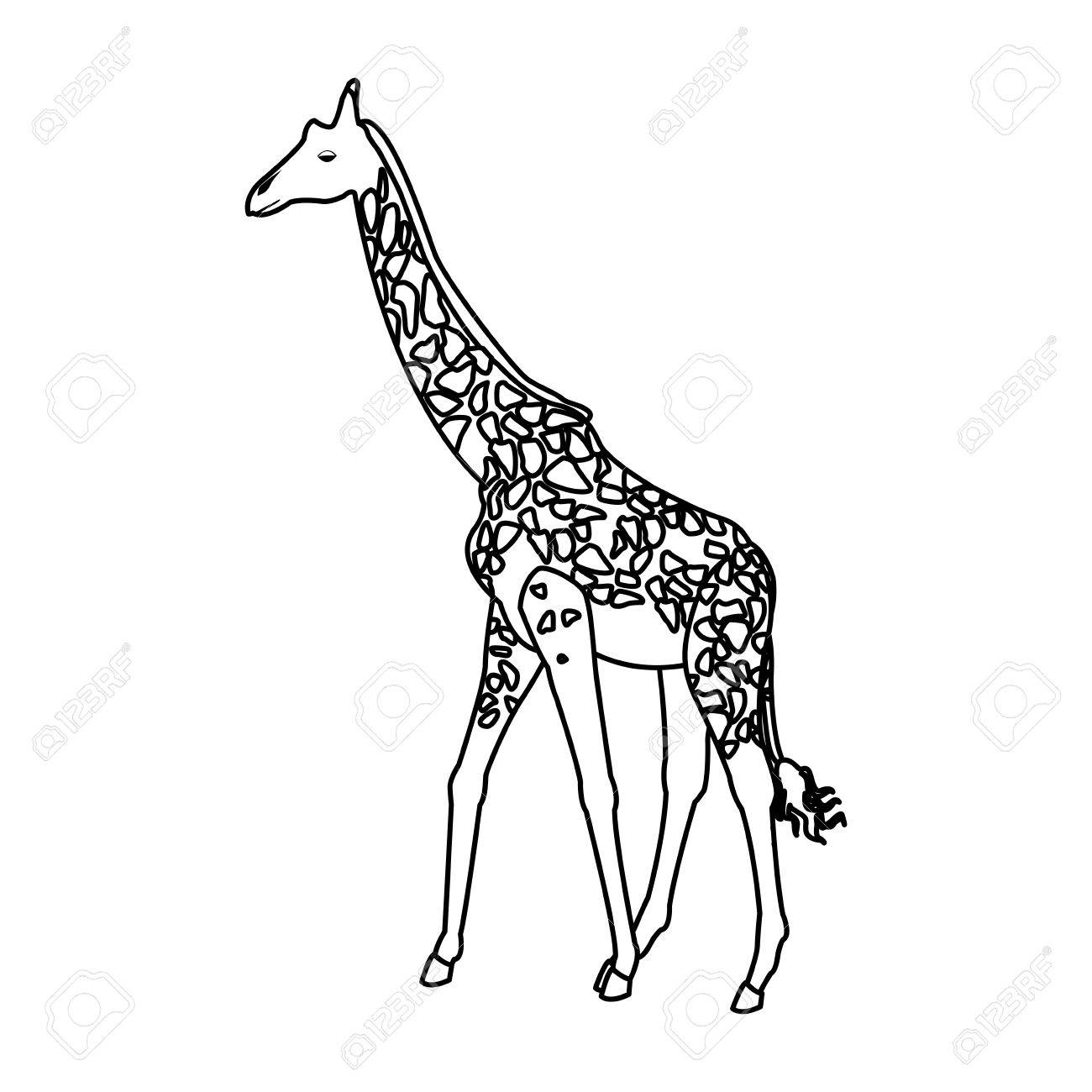 キリン動物草食動物アフリカの野生動物のベクトル図のイラスト素材 ベクタ Image