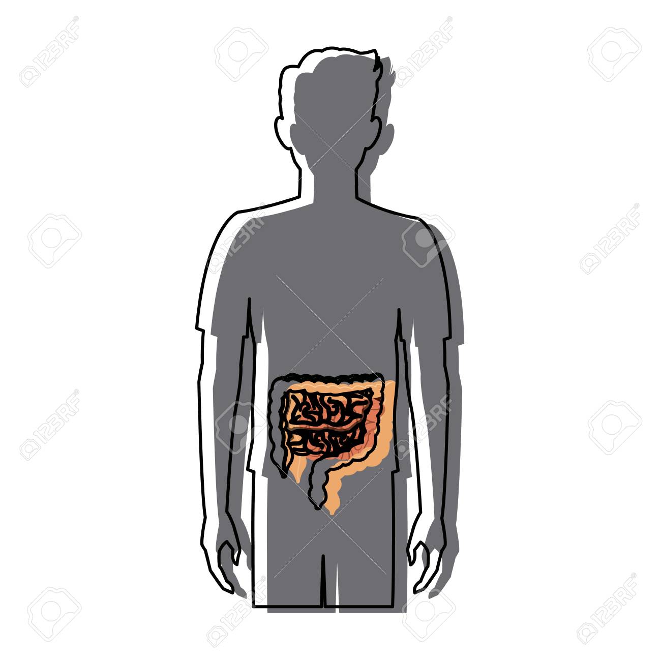 人間の男体解剖学腸の医用画像ベクトル イラスト のイラスト素材 ベクタ Image