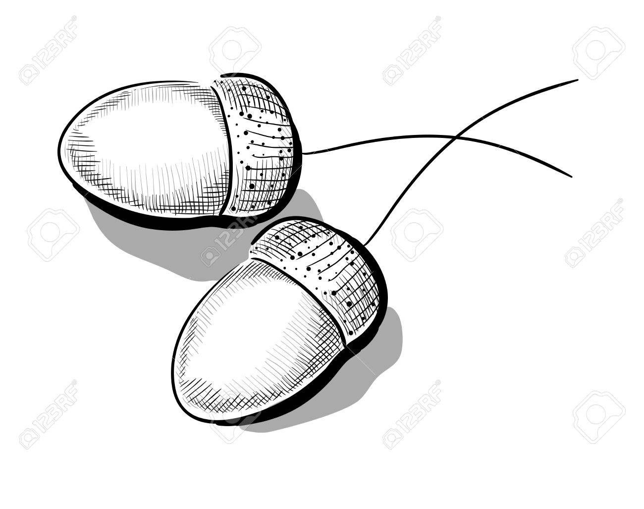 ドングリのモノクロ イラスト 孵化グラフィック タブレット上で実行 のイラスト素材 ベクタ Image 1551 ドングリのモノクロ イラスト 孵化グラフィック タブレット上で実行 のイラスト素材 ベクタ Image 1551