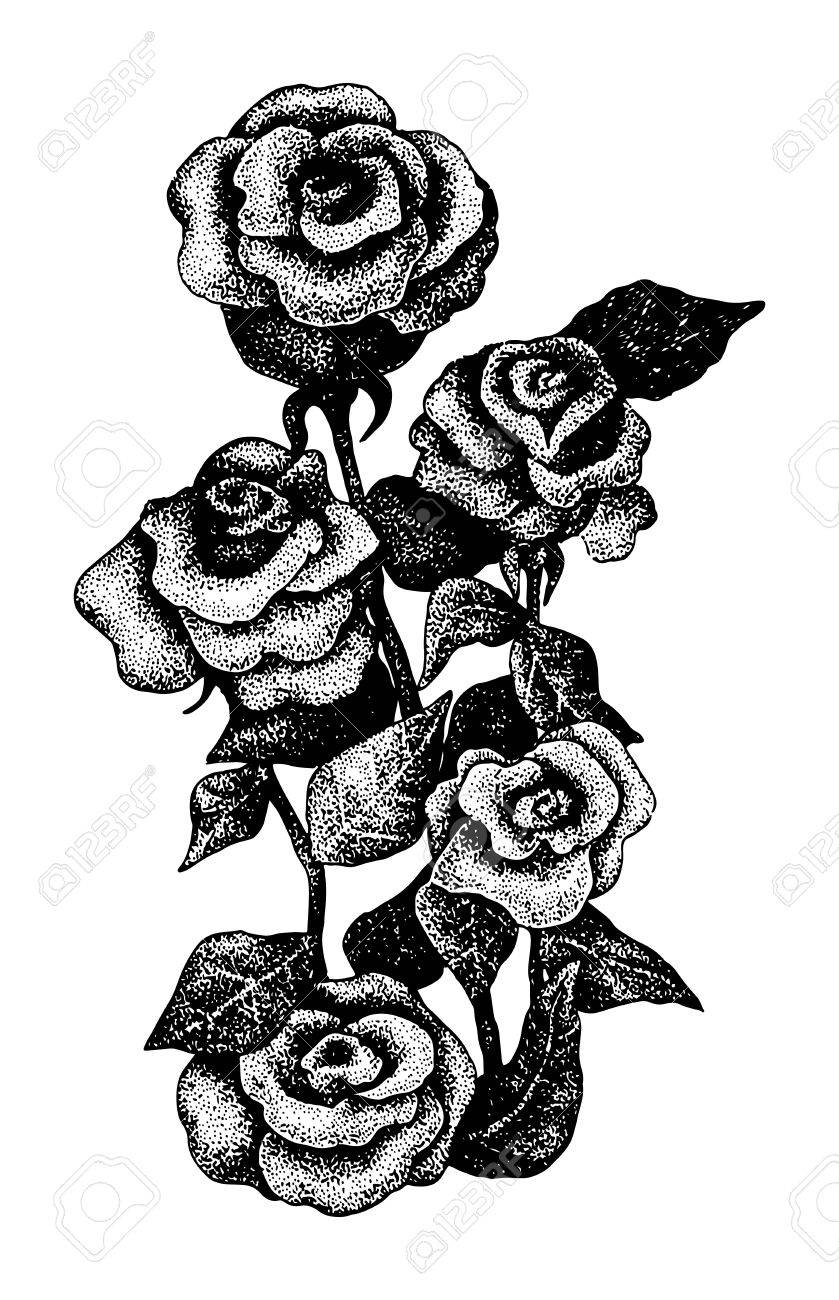 薔薇の絵 風光礼讃による浮世絵「Roses - バラ (1)」