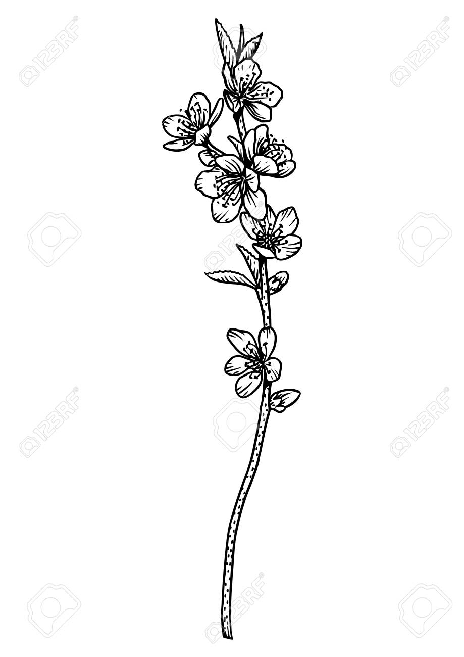 モノクロ原画 花❁❀✿✾ 桃の花イラスト ・ デッサン、彫刻、ライン アートのイラスト素材