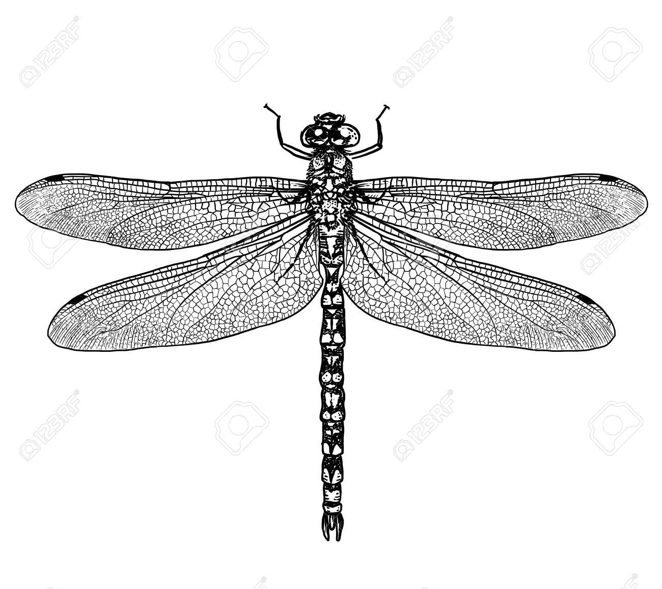 dragonfly illustration engraving drawing