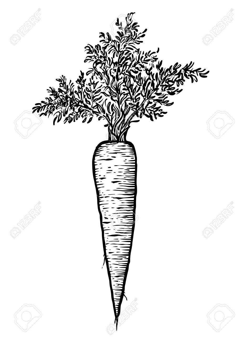 にんじんイラスト デッサン 彫刻 ラインアート 野菜 ベクトル のイラスト素材 ベクタ Image 72529815
