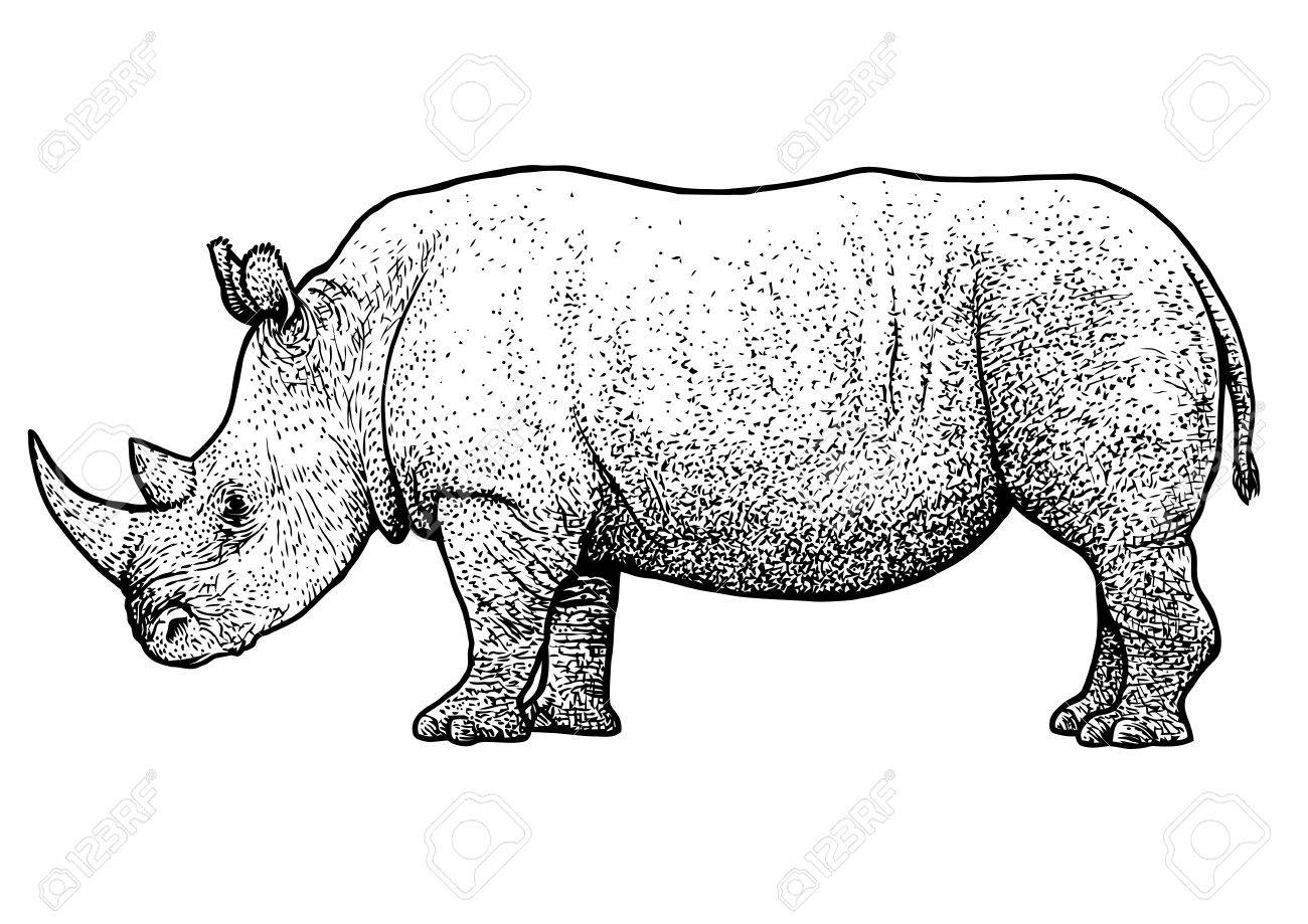 サイのイラスト デッサン 彫刻 インク ライン アート ベクトルのイラスト素材 ベクタ Image 73172496