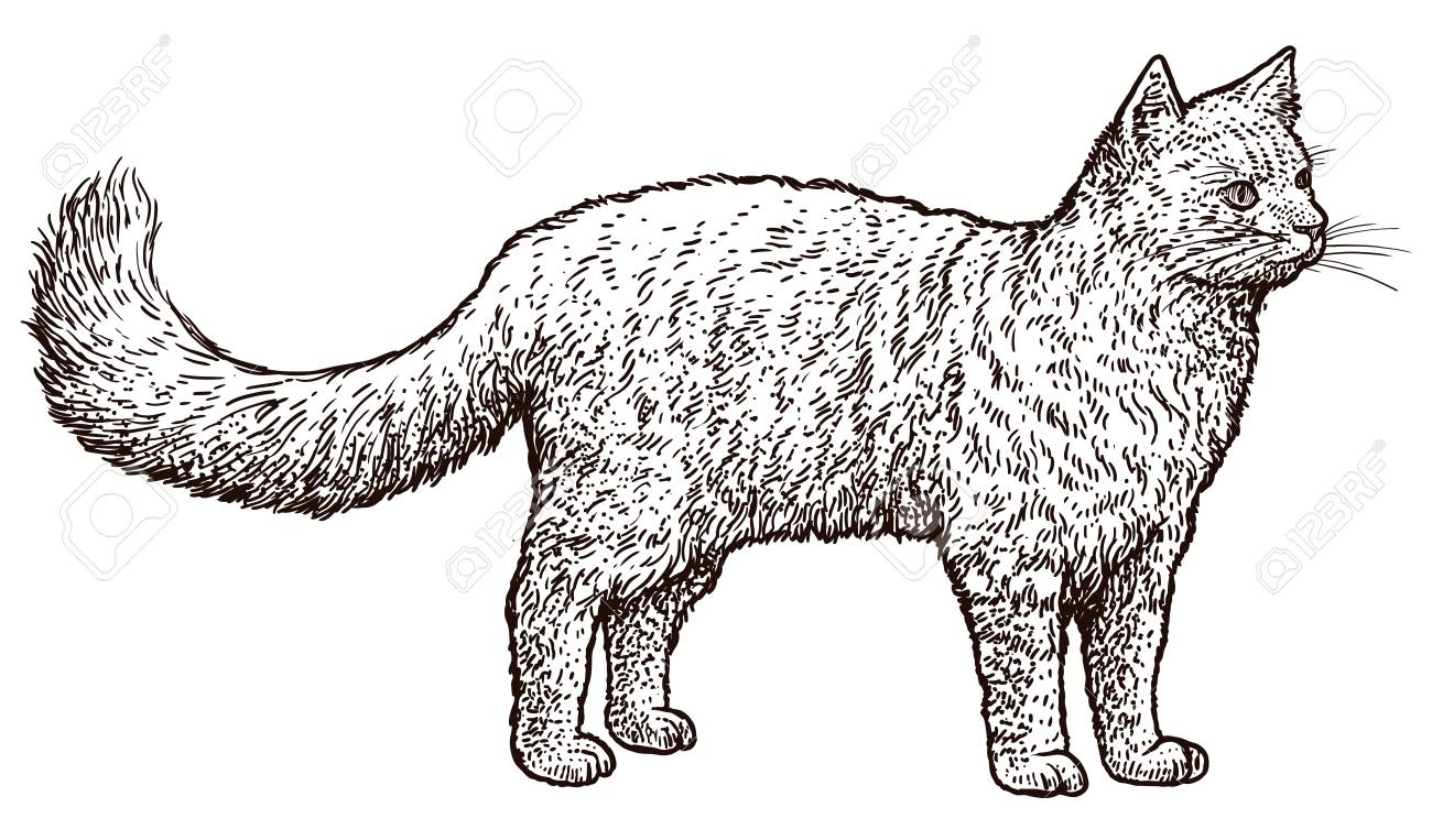 Standing Cat Illustration Drawing Engraving Ink Line Art Vector Illustration Royalty Free Cliparts Vectors And Stock Illustration Image