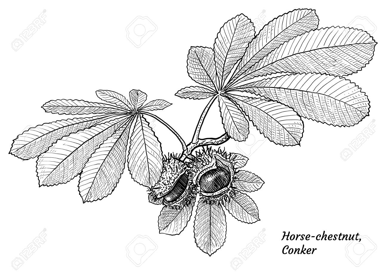 Horse Chestnut Fruits And Leaves Illustration Drawing Engraving Royalty Free Cliparts Vectors And Stock Illustration Image 131841122 From wikimedia commons, the free media repository. horse chestnut fruits and leaves illustration drawing engraving