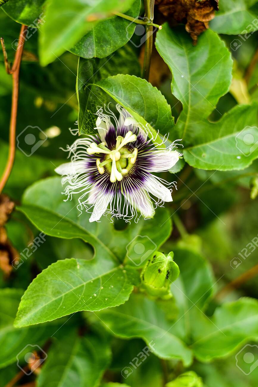 etiam-dictum-ipsum-a-felis