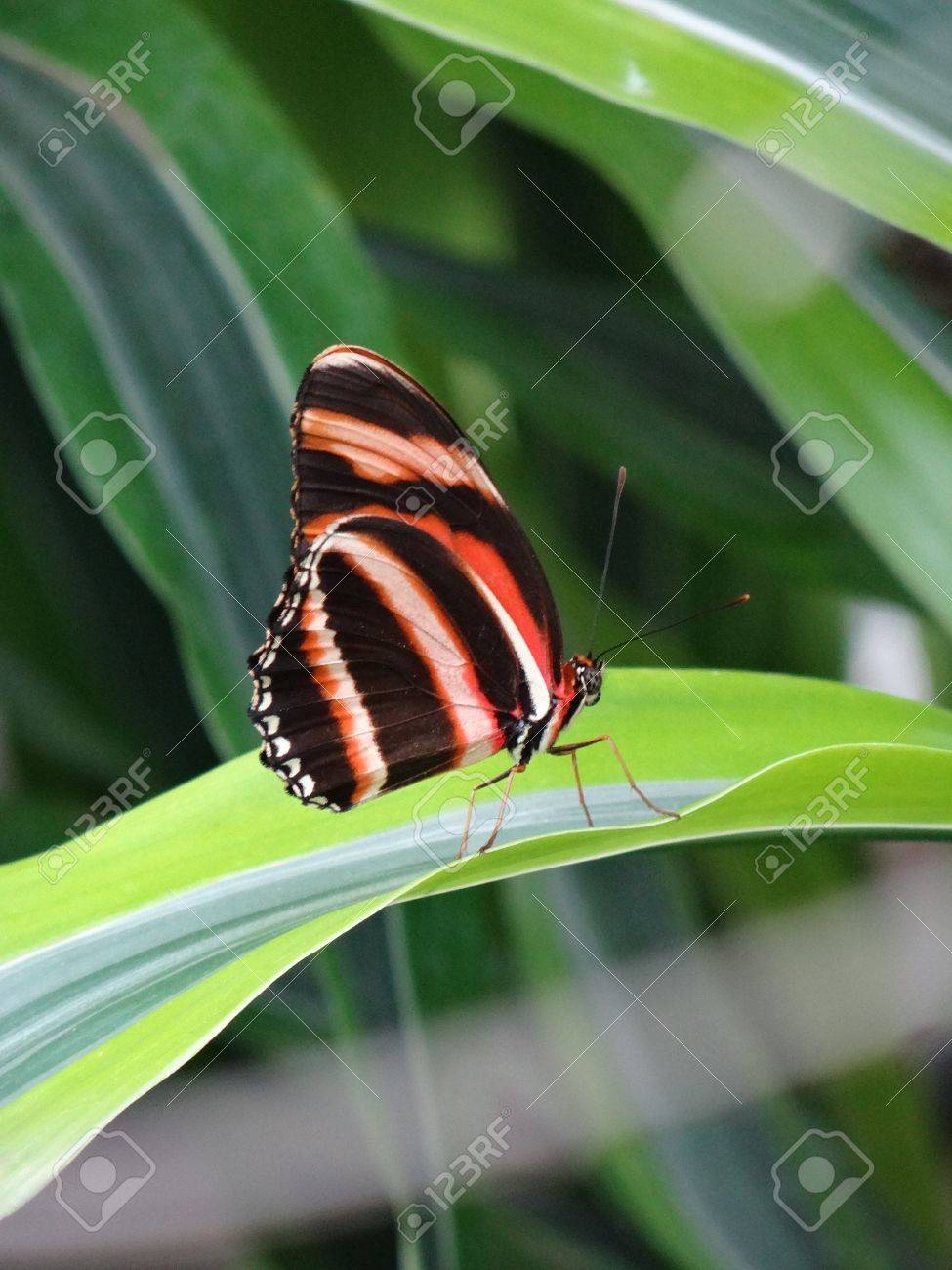 etiam-dictum-ipsum-a-felis