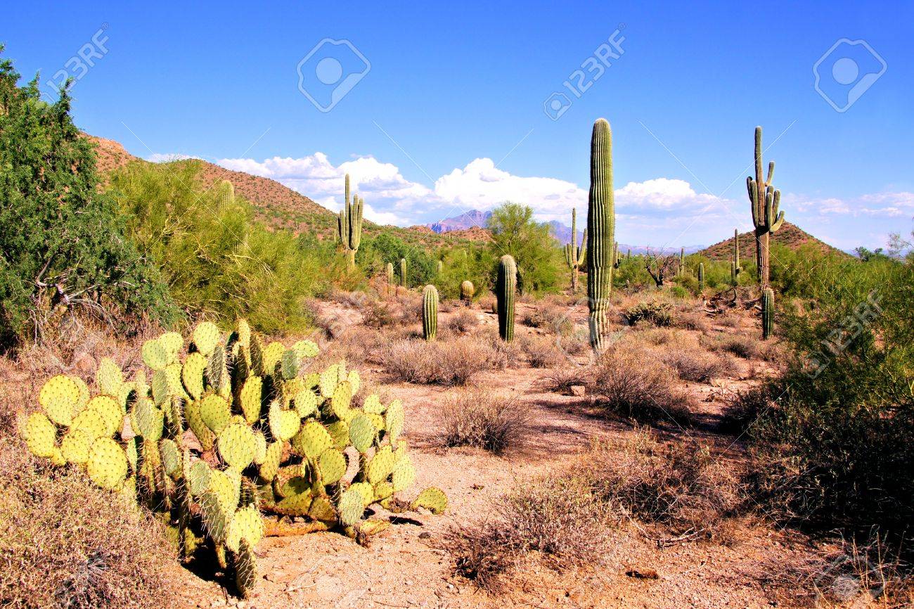 サワロ サボテンとウチワ サボテン アリゾナ砂漠ビュー の写真素材 画像素材 Image