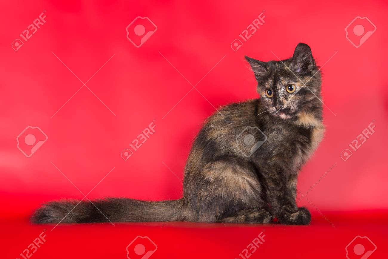 赤の背景に珍しい色の猫 の写真素材 画像素材 Image 赤の背景に珍しい色の猫 の写真素材 画像素材 Image