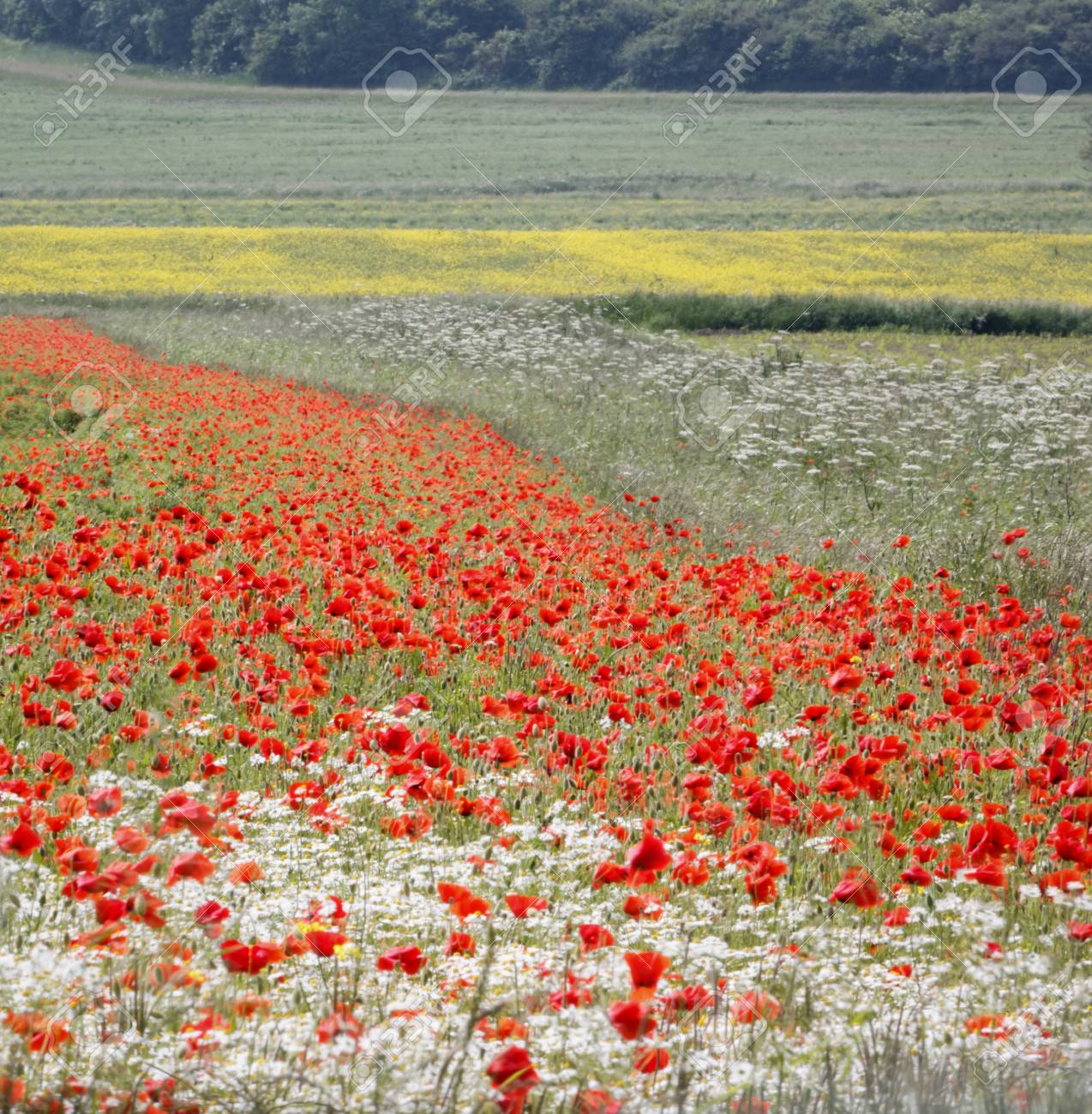 ケシの花 野生の花 ヘッジ パセリ 作物 森のフィールドです イギリスの夏パッチワーク の写真素材 画像素材 Image