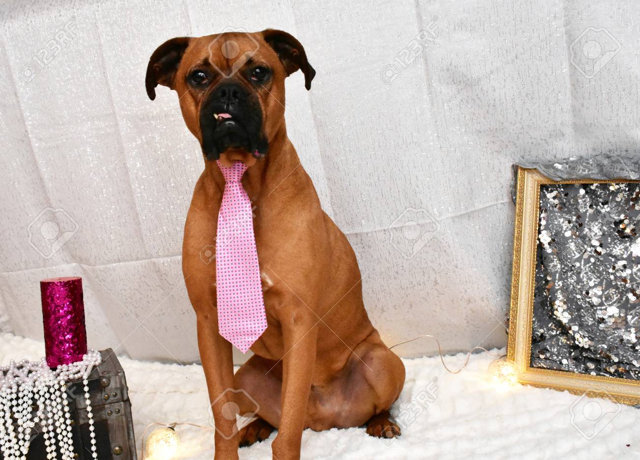 boxer dog tie