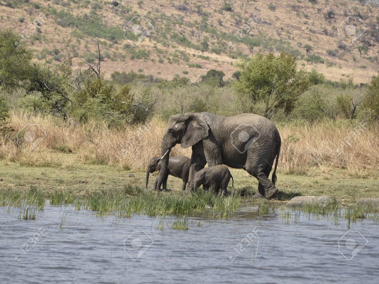 etiam-dictum-ipsum-a-felis