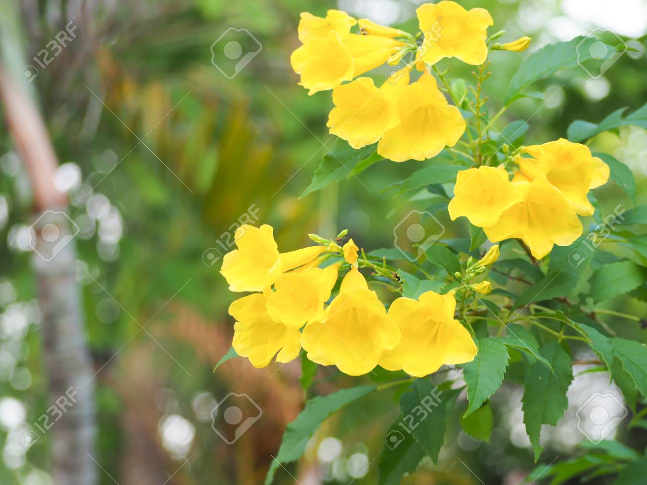 blooming yellow bell yellow elder trumpet vine stock photo