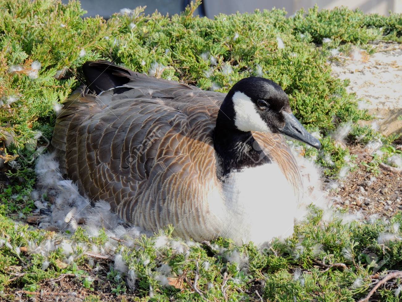 canada goose nesting uk