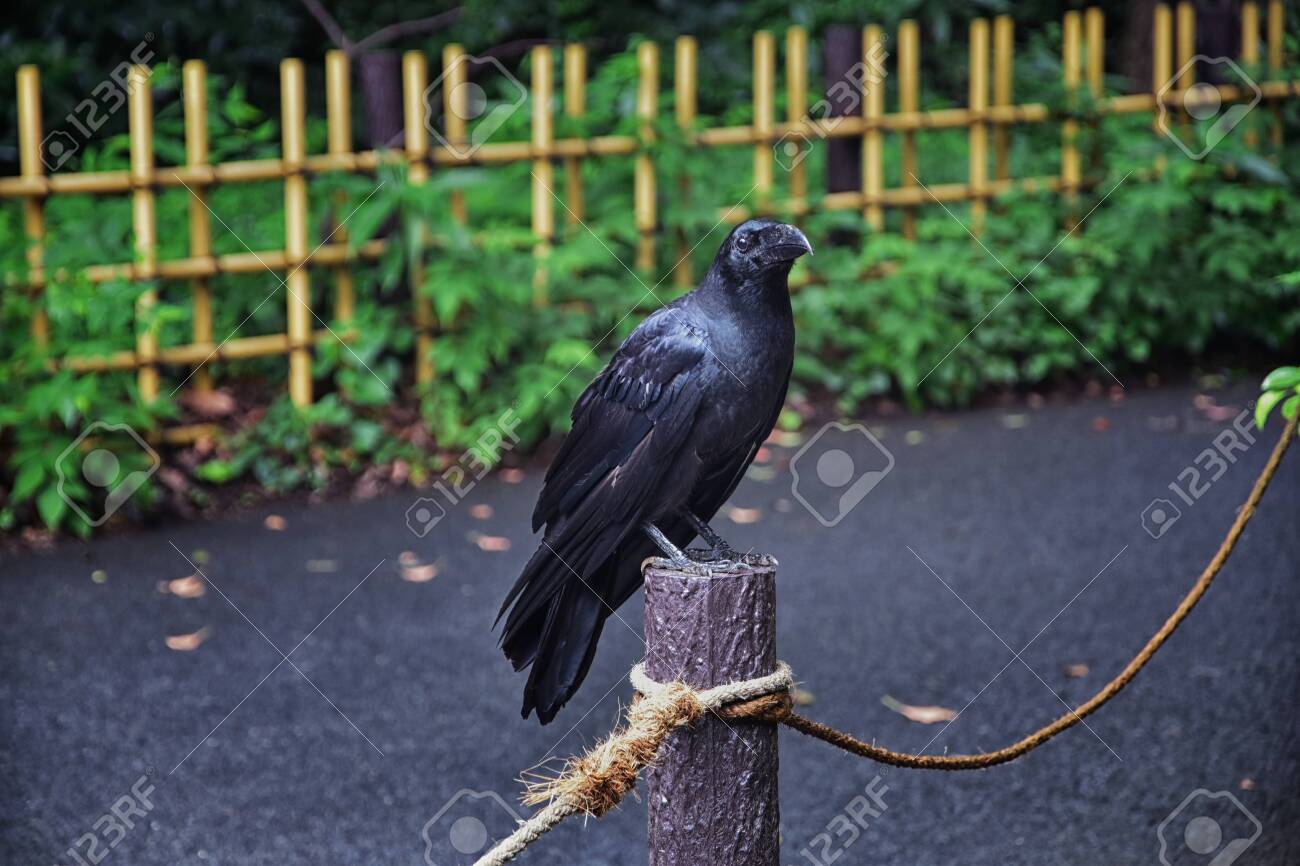 Raven Corvus Corax Bird Common Close Up Of A Beautiful Wild Stock Photo Picture And Royalty Free Image Image