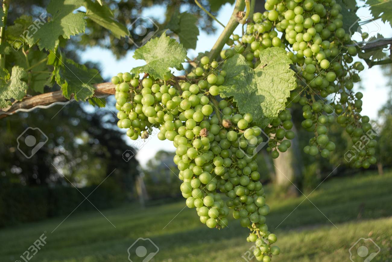 wine grapes
