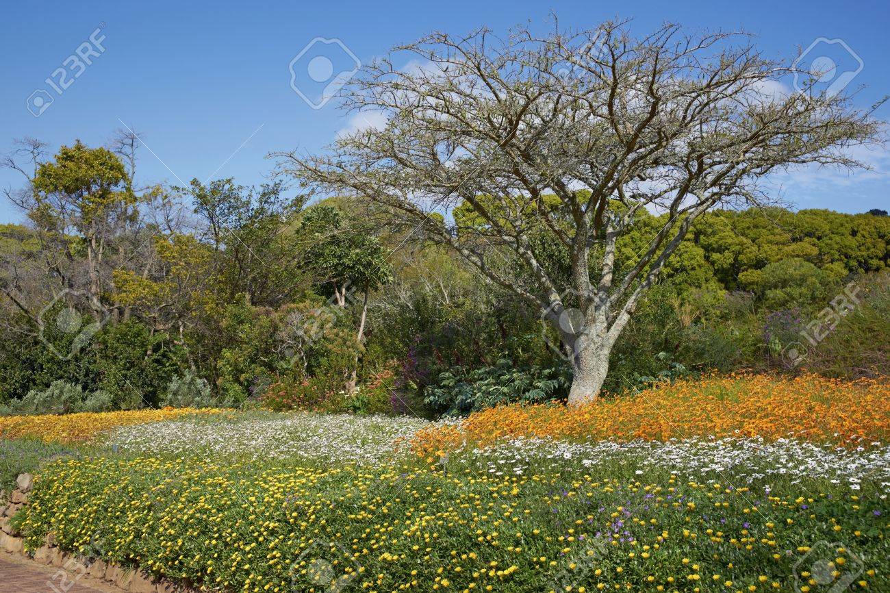 カーステンボッシュ国立植物園でケープタウン 南アフリカ の写真素材 画像素材 Image