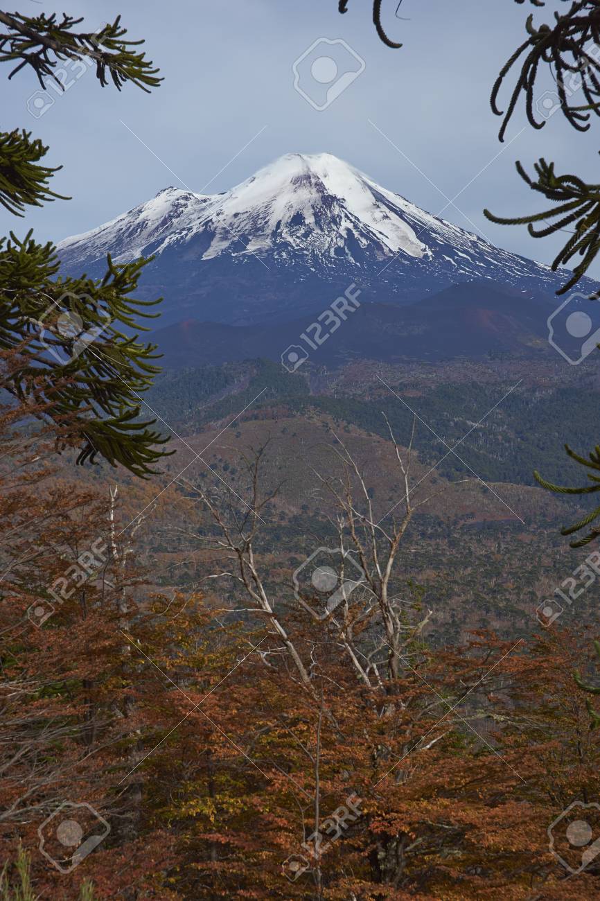 Der Schneebedeckte Gipfel Des Vulkans Llaima 3125 M Im Nationalpark Conguillio Im Suden Chiles Araucania Baume Araucaria Araucana Im Vordergrund Lizenzfreie Fotos Bilder Und Stock Fotografie Image 78735692