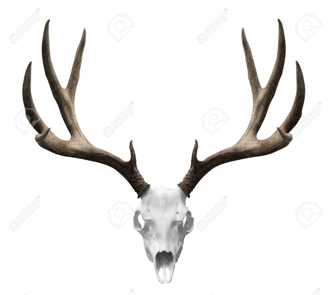 12308035-an-isolated-deer-skull-ready-to-drp-into-your-designs--Stock-Photo.jpg