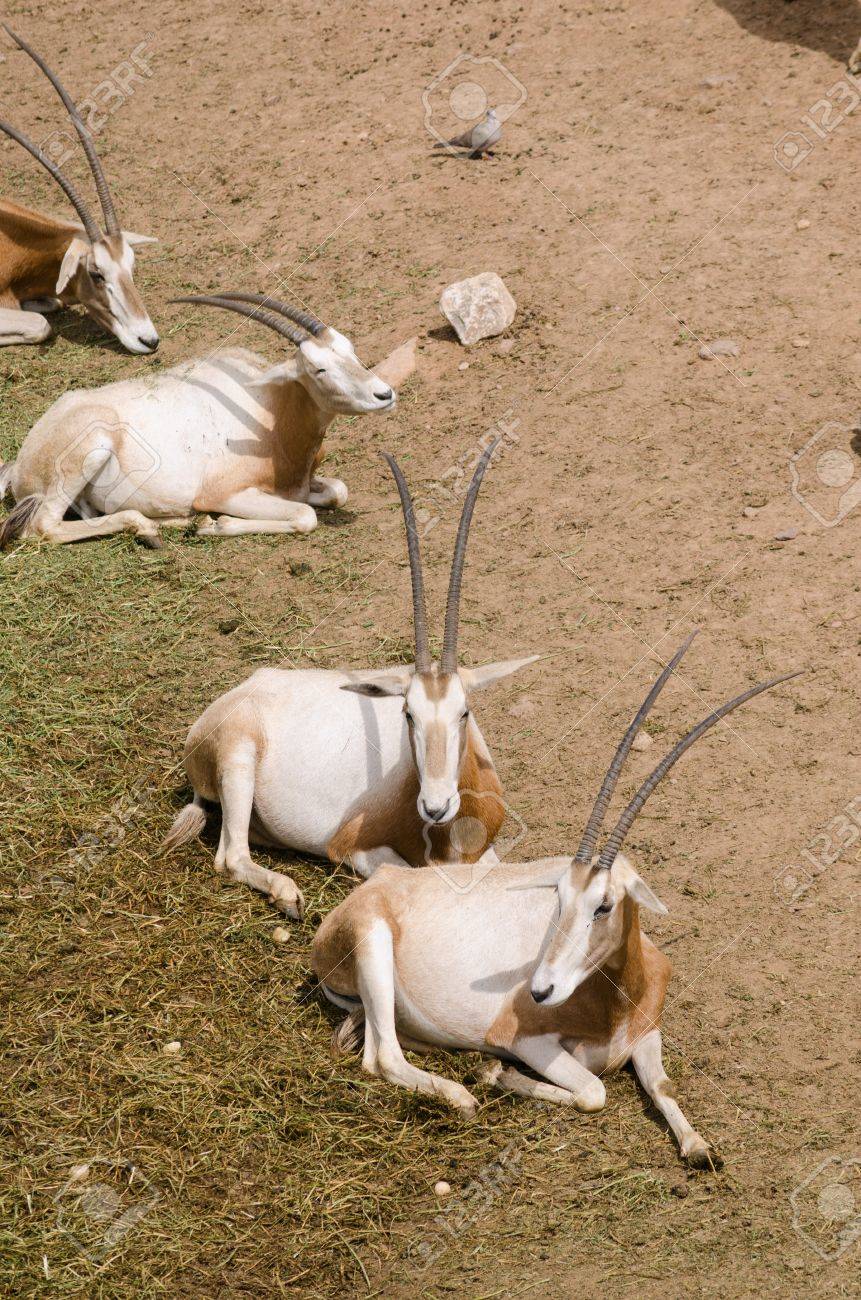 三日月角オリックス Oryx Dammah ステータス リビアとアラビア半島 野生では絶滅しました プライベート ゲームの準備や世界中の動物園 で 数千人存在します の写真素材 画像素材 Image
