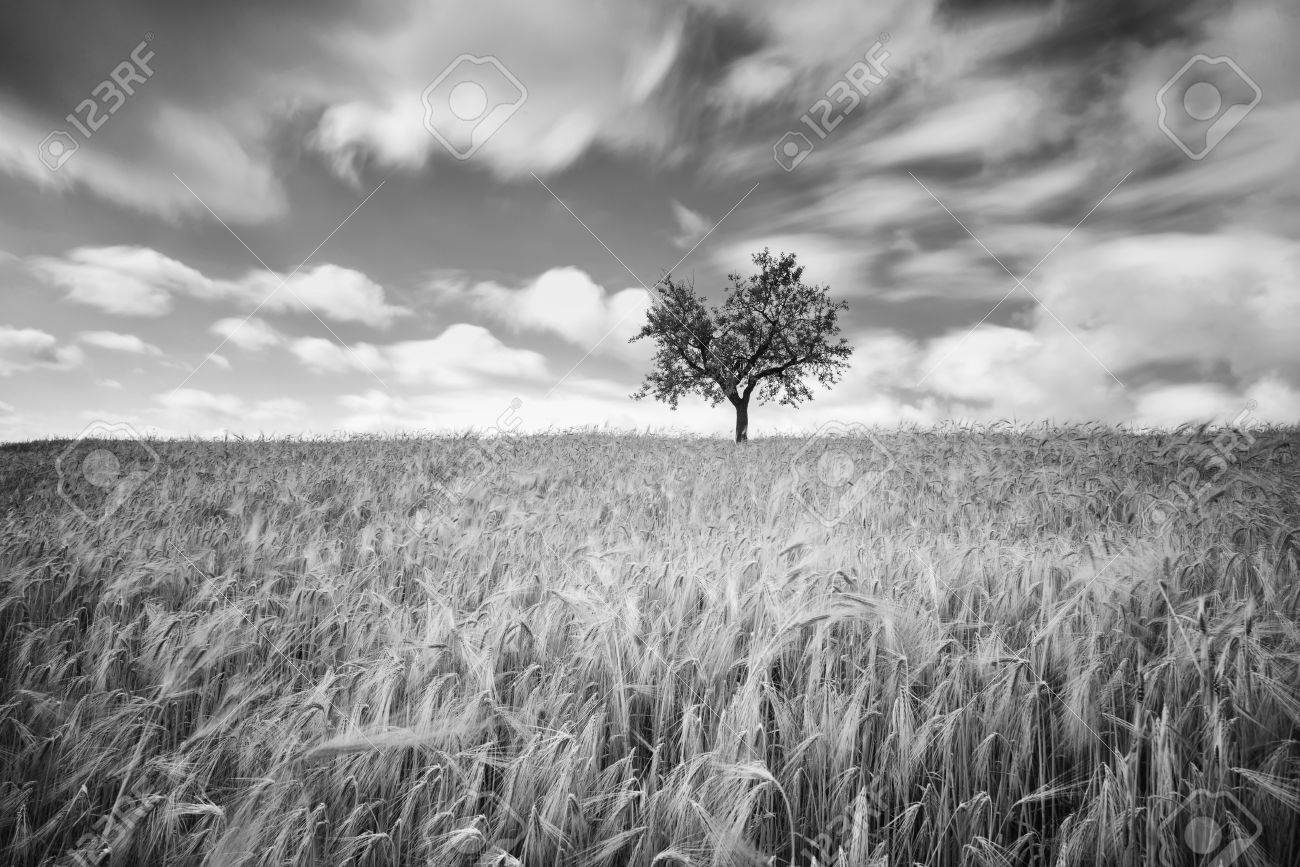 Green wheat on a grain field in spring black and white photography with long exposure