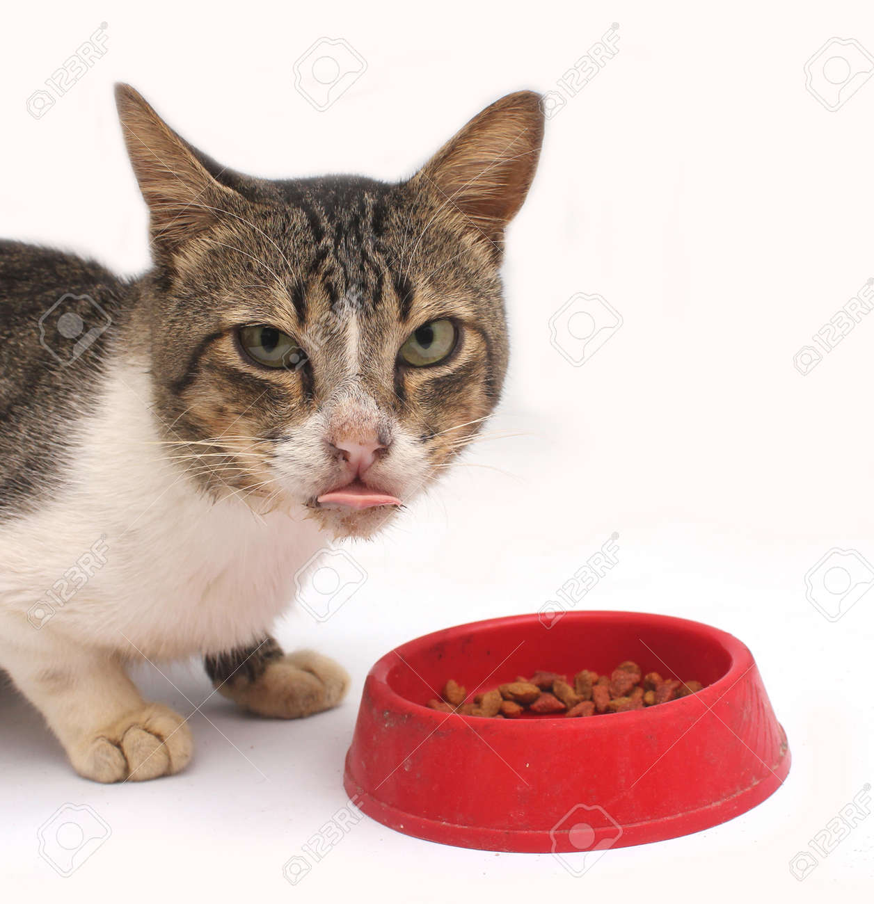 what can eat a cat
