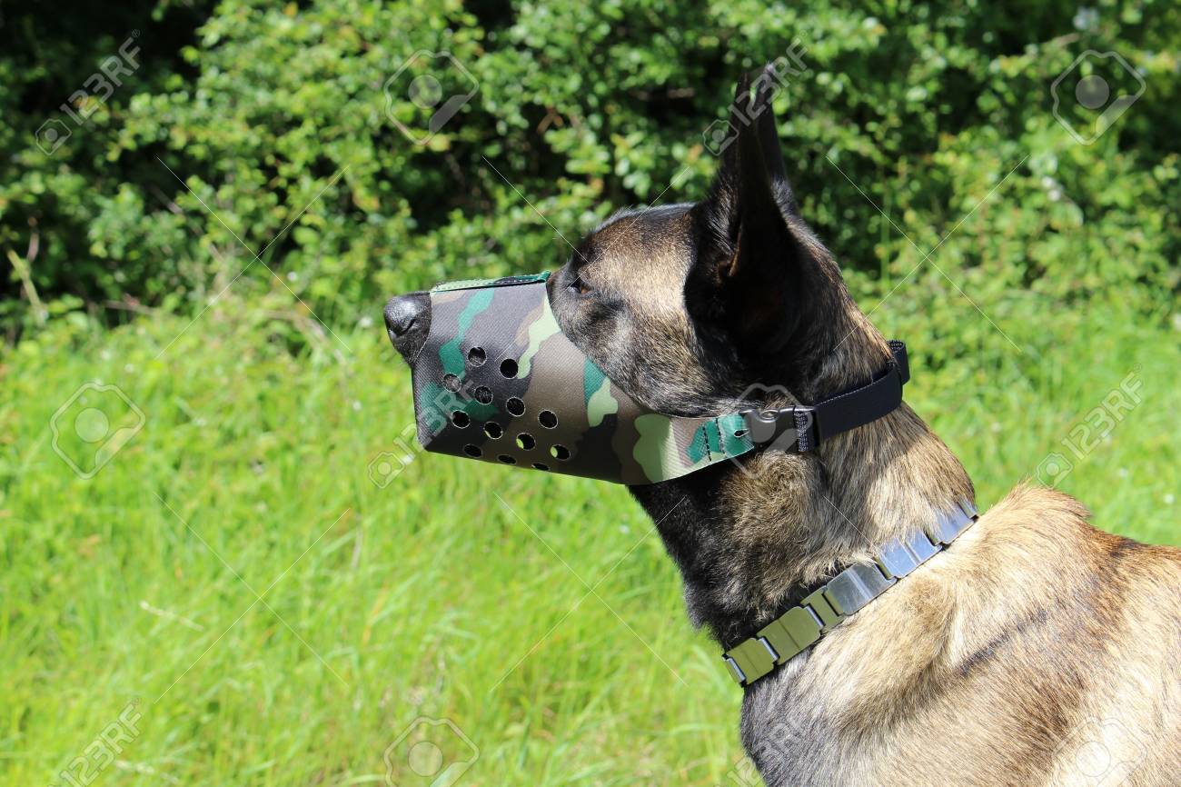 muzzle for belgian malinois