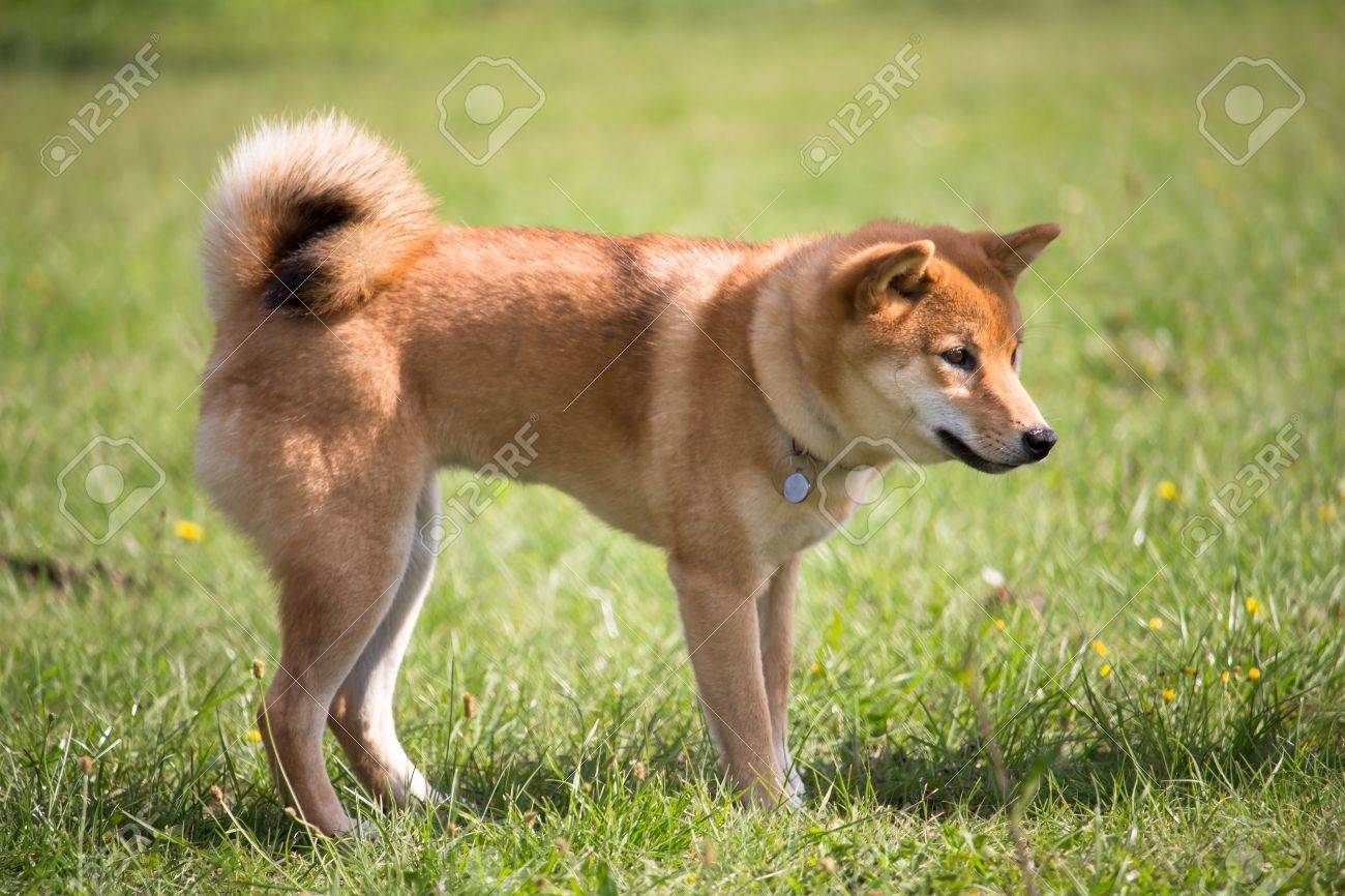 A Dog Of Race Shiba Inu Of The Fox Standing In The Middle Of