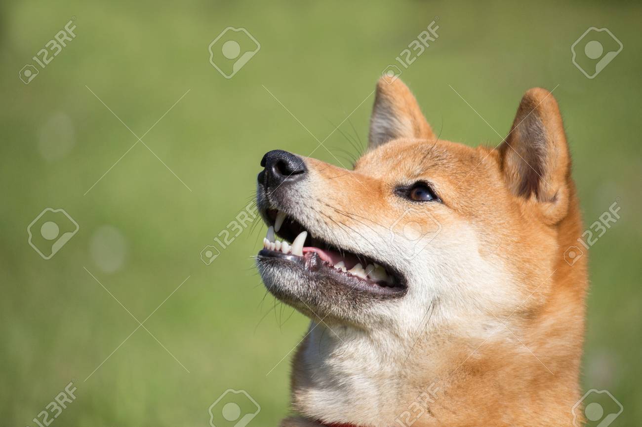Les Races De Chiens Japonais Top 10 à Découvrir Vite