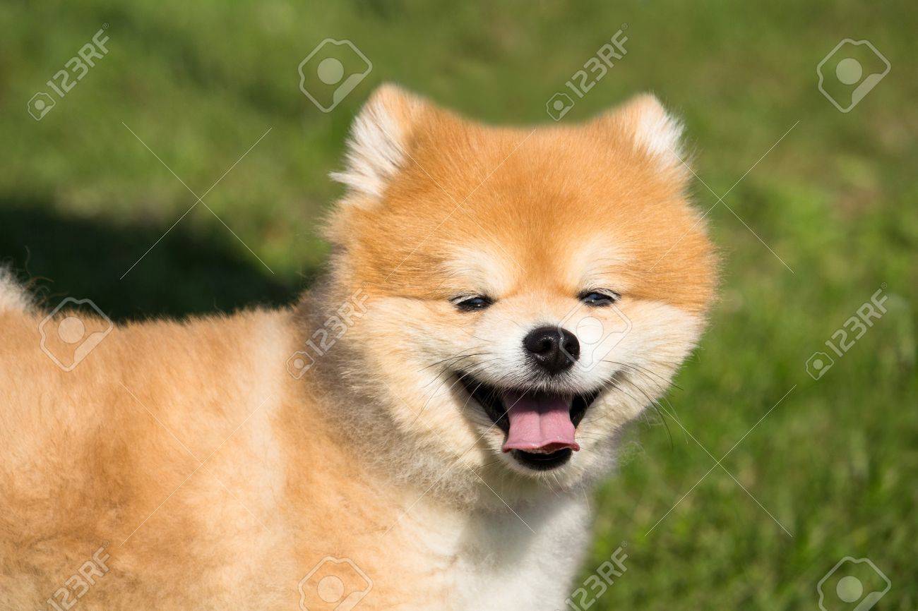 small fox dog