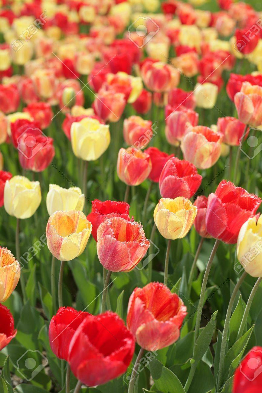 縦の写真を多くチューリップの花の の写真素材 画像素材 Image 縦の写真を多くチューリップの花の の写真素材 画像素材 Image