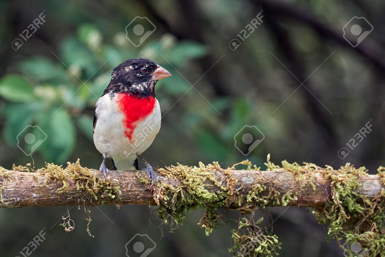 etiam-dictum-ipsum-a-felis