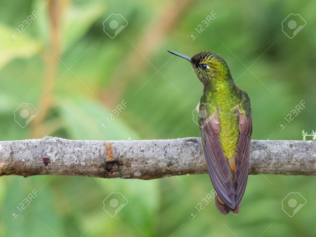 etiam-dictum-ipsum-a-felis