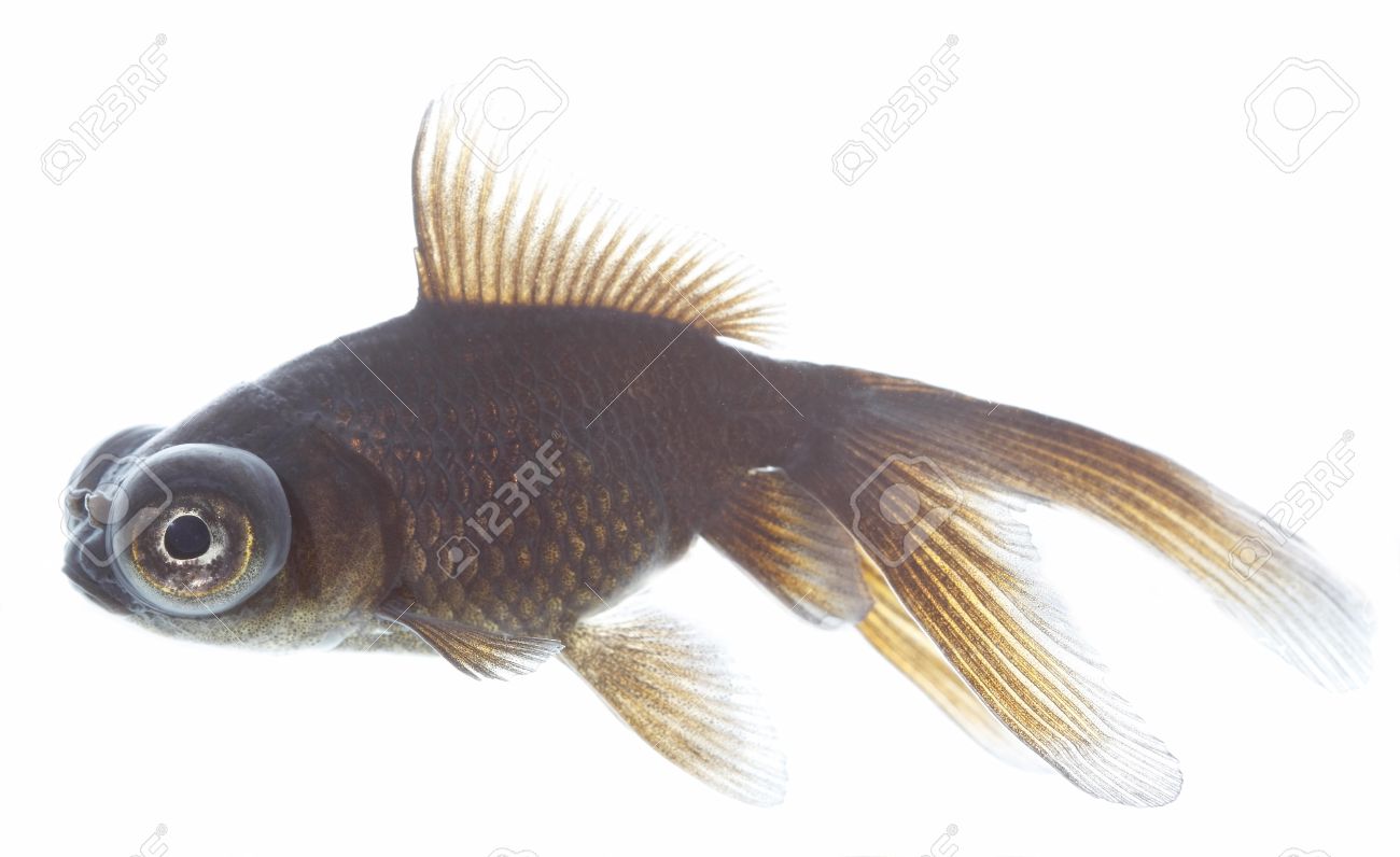 This amazing fish is a telescope This amazing fish is a telescope
