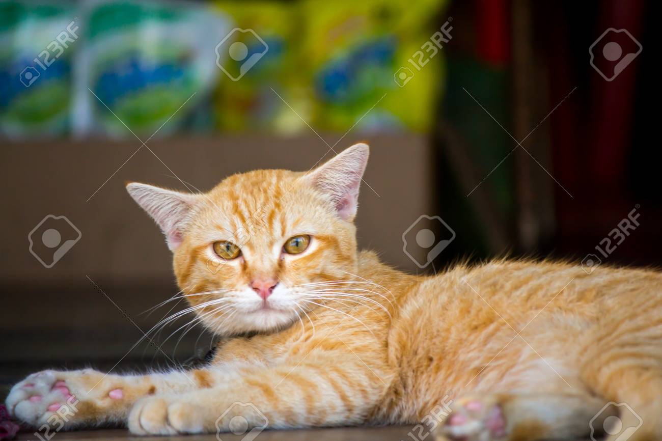 etiam-dictum-ipsum-a-felis