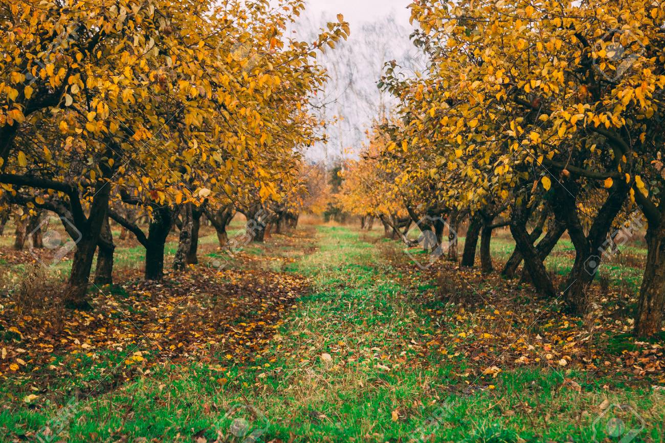 A Large Garden Of Apple Trees Without Leaves And People In The Fall. Fallen  Apples On The Ground. Stock Photo, Picture and Royalty Free Image. Image  91531450.
