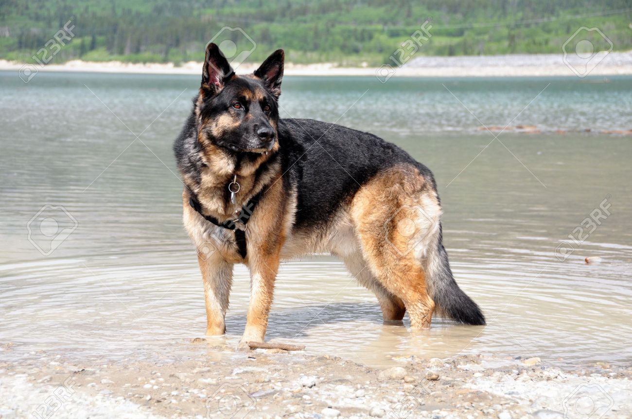 black and tan gsd