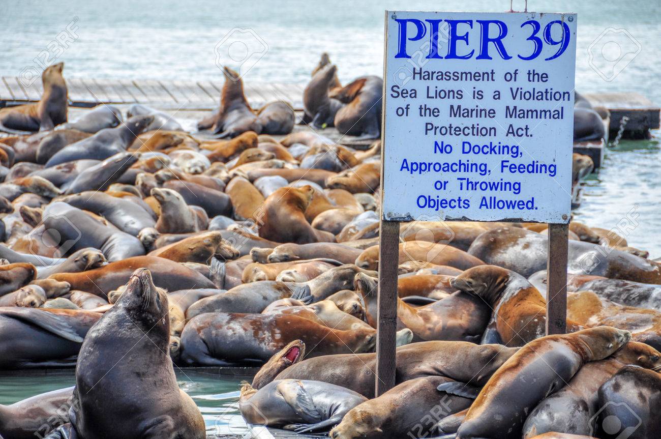 Sea Lions On Pier 39 In San Francisco, USA. Stock Photo, Picture and  Royalty Free Image. Image 32570999.